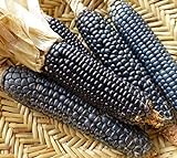 foto: acquista Go Garden 10 - Semi: Rio Grande Blu Corn Seeds - varietÃ  di mais blu dal Rio Grande Pueblos on-line, miglior prezzo  nuovo 2024-2023 bestseller, recensione