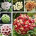 foto Ncient 100 Semi Sementi di Hoya Colore Misto Orchidea di Palla Semi Fiori Rari Profumati Piante per Orto Giardino Balcone Interni ed Esterni 2024-2023