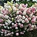 foto 30 rari semi di ortensia bella fragola ortensie semi di fiori facile crescono piante bonsai per giardino di casa libera il trasporto 2024-2023