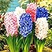 foto 300 pz/borsa semi di Giacinto Perenne semi di fiori rari (non bulbo di giacinto) Holland fiore idroponica per la casa e giardino 2024-2023