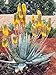 foto Pinkdose 30Pcs Rare pianta Gigante del Succulent Cactus Piante commestibili Piante di Bellezza Erbe Piante da Giardino perenne fioritura: 10 2024-2023
