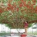 foto Heirloom gigante pomodoro Albero, 100 semi, sano deliziosa nutriente frutti commestibili E3617 2024-2023