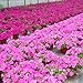 foto 100pcs Semi/sacchetto Petunia fiori appesi in vaso bonsai giardino domestiche Seminare 2024-2023