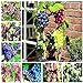 foto Shoopy Star Multi-Colored: 50 pezzi/bag Miniature Grape Vine Organic seeds arcobaleno semi d'uva Pianta succulenta 2024-2023