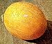 foto Honeydew semi di melone Rannya A »precoce russo Heirloom agricoltura biologica NON-OGM 2024-2023
