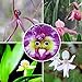 foto Ncient 100 Semi Sementi di Orchidea Faccia di Bebè Orchid Perennial Flower Semi di Fiori Rari Piante Profumati per Orto Giardino Balcone Interni ed Esterni Decorazione della Finestra 2024-2023