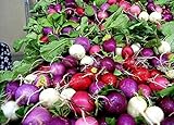 foto: acquista Shoopy Star 100 ravanello semi arcobaleno di verdure per la casa giardino NO-OGM on-line, miglior prezzo  nuovo 2024-2023 bestseller, recensione