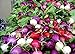 foto Shoopy Star 100 ravanello semi arcobaleno di verdure per la casa giardino NO-OGM 2024-2023
