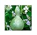 photo 10x Ornamental Squash Bottle Plant Vogelhaus-Patisson Seeds Garden KS301 2022-2021