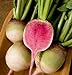 photo David's Garden Seeds Radish Red Meat (Watermelon) 6247 (Red) 200 Non-GMO, Open Pollinated Seeds 2022-2021