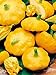 photo Mouse over image to zoom Details about COURGETTE PATISSON SUMMER SQUASH SUNBURST YELLOW PATTY PAN 10 ORGANIC seeds 2022-2021