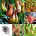 photo Portal Cool Pack 50Pcs: 20/50Pcs Garden Balcony Plants Eating Mosquito Nepenthes Flower Seeds WST 2022-2021