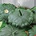 photo Patisson Gagat Seeds vegetable cucurbita pepo var.melopepo ERA from Ukraine 3 gram 2022-2021