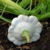 foto: jetzt Ufo Zucchini Weiß 10 Samen Online, bester Preis 2,29 € neu 2024-2023 Bestseller, Rezension
