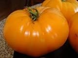 foto: comprar 30 semillas de desayuno hoja de papa de Kellogg - Tomates Orange on-line, mejor precio 17,40 € nuevo 2024-2023 éxito de ventas, revisión