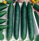 photo: You can buy David's Garden Seeds Cucumber Slicing Burpless Early Spring 8253 (Green) 50 Non-GMO, Hybrid Seeds online, best price $4.45 new 2024-2023 bestseller, review