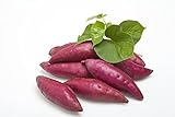 photo: You can buy Sweet Potato Seeds|200 Sweet Potato Vine Seeds for Planting|Sweet Potato Seeds for Planting Home Garden|Non GMO Heirloom Organic Ornamental Murasaki Sweet Potato Ivy Yam Seeds online, best price $14.99 ($0.07 / Count) new 2024-2023 bestseller, review