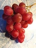 photo: You can buy Elwyn 10 Authentic Ruby Roman Grapes Fruit Seeds online, best price $14.99 new 2024-2023 bestseller, review