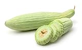 photo: You can buy Armenian Yard-Long Cucumber Seeds - Non-GMO - 4 Grams, Approximately 130 Seeds online, best price $5.99 new 2024-2023 bestseller, review