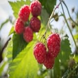 photo: You can buy Polka Raspberry - 5 Red Raspberry Plants - Everbearing - Organic Grown - online, best price $49.95 new 2024-2023 bestseller, review