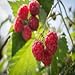 photo Polka Raspberry - 5 Red Raspberry Plants - Everbearing - Organic Grown - 2024-2023