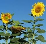 photo: You can buy Mammoth Gray Striped Sunflower 1 lb Bag online, best price $14.75 new 2024-2023 bestseller, review