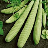 foto: comprar Las semillas de pepino armenio Yard largas (Cucumis melo var. Flexuosus) 30 + 120 + (Semillas) on-line, mejor precio 9,78 € nuevo 2024-2023 éxito de ventas, revisión