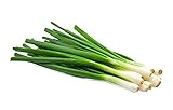 photo: You can buy Scallion Bunching Onion Seeds, 250+ Evergreen Hardy White, Heirloom, Non-GMO, Allium fistulosum online, best price $6.49 new 2024-2023 bestseller, review