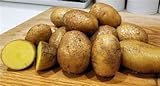 photo: You can buy Simply Seed - 15 Piece Potato Seed - Naturally Grown - German Butterballs - Non GMO - Spring Planting online, best price $11.99 new 2024-2023 bestseller, review