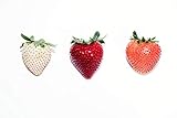 photo: You can buy 300Seeds Strawberry / Strawberry Seeds June Bearing online, best price $9.99 ($0.03 / Count) new 2024-2023 bestseller, review
