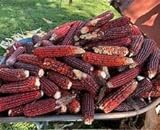 photo: You can buy BRADLEY SEED BRAND Jimmy RED Corn Seed 1LB online, best price $19.97 ($1.25 / Ounce) new 2024-2023 bestseller, review