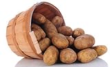 photo: You can buy Simply Seed - Russet - Naturally Grown Seed Potatoes - 5 LBS - Ready for Springl Planting online, best price $12.59 ($0.16 / Ounce) new 2024-2023 bestseller, review