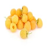 photo: You can buy Anne Raspberry - 2 Golden Raspberry Plants - Everbearing - online, best price $28.95 new 2024-2023 bestseller, review