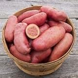 photo: You can buy Seed Potatoes for Planting French Fingerling 5lbs. online, best price $19.97 ($0.25 / Ounce) new 2024-2023 bestseller, review