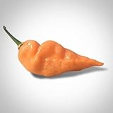 photo: You can buy Pepper Joe’s Habanada Habanero Pepper Seeds ­­­­­– Pack of 10+ Heatless Habanero Chili Pepper Seeds – USA Grown ­– Premium Non-GMO Habanada Seeds for Planting in Your Garden online, best price $10.93 ($1.09 / Count) new 2024-2023 bestseller, review