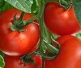 foto: jetzt Tomaten Samen Tomaten Saat Saatgut Tomaten Tomatensamen Tomatensamen (IDEAL) Online, bester Preis 3,00 € neu 2024-2023 Bestseller, Rezension