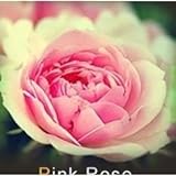 photo: acheter Lot de 20 Graine Rose Rosier ROSE en ligne, meilleur prix 5,00 € nouveau 2024-2023 best-seller, examen
