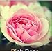 photo Lot de 20 Graine Rose Rosier ROSE 2024-2023