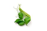 photo: You can buy Pea Seeds for Planting - Sprouting - Microgreens - Oregon Sugar Pod II - About 100 Vegetable Seeds! online, best price $6.99 new 2024-2023 bestseller, review