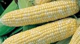 photo: You can buy Bulk Organic Sweet Corn Seeds (1 LB) 2200 Seeds online, best price $26.95 ($1.68 / Ounce) new 2024-2023 bestseller, review