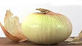 photo: You can buy MOCCUROD 100 Georgia Sweet Vidalia Onion Seeds Home Vegetable Garden Seeds online, best price $7.99 ($0.08 / Count) new 2024-2023 bestseller, review