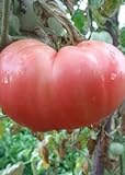 foto: jetzt Tomaten Samen Tomaten Saat Saatgut Tomaten Tomatensamen Tomatensamen (PINK MAGIC) Online, bester Preis 3,00 € neu 2024-2023 Bestseller, Rezension