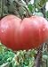 foto Tomaten Samen Tomaten Saat Saatgut Tomaten Tomatensamen Tomatensamen (PINK MAGIC) 2024-2023