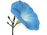 photo: acheter 15 graines Fleurs - IPOMEE géante bleu d'azur H. 5 Mètres - Ipomoea en ligne, meilleur prix 2,18 € (0,15 € / unité) nouveau 2024-2023 best-seller, examen