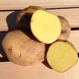 photo: You can buy Yukon Gold Potato Seed/Tubers,Yellow-Flesh Standard. wbut2023 (5 Lb) online, best price $14.00 ($0.18 / Ounce) new 2024-2023 bestseller, review