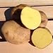 photo Yukon Gold Potato Seed/Tubers,Yellow-Flesh Standard. wbut2023 (5 Lb) 2024-2023
