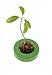 foto R&R SHOP Avocado Germinator - Maceta flotante para germinación de aguacate, kit de cultivo de semillas, plástico de maíz 100% reciclable y compostable (Verde) 2024-2023