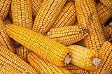 photo: You can buy Reid's Yellow Dent Open Pollinated Corn Seed-1lb online, best price $19.97 ($1.25 / Ounce) new 2024-2023 bestseller, review