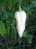 photo: You can buy Bhut Jolokia, White Ghost Chili Pepper, World's Hottest Pepper, Capsicum Chinense (Seeds) (10 Seeds) online, best price $7.59 ($0.76 / Count) new 2024-2023 bestseller, review
