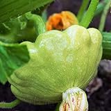 photo: You can buy TomorrowSeeds - Benning's Green Tint Patty Pan Seeds - 60+ Count Packet - Bush Scallop Summer Squash Patisson Scallopini Vegetable Seed online, best price $8.80 ($0.15 / Count) new 2024-2023 bestseller, review